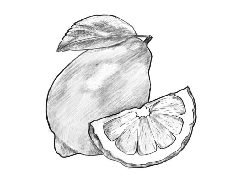 How to draw lemon